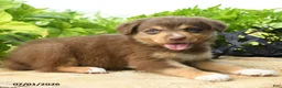 Australian Shepherd dogs for sale: Poppy - Ad 3