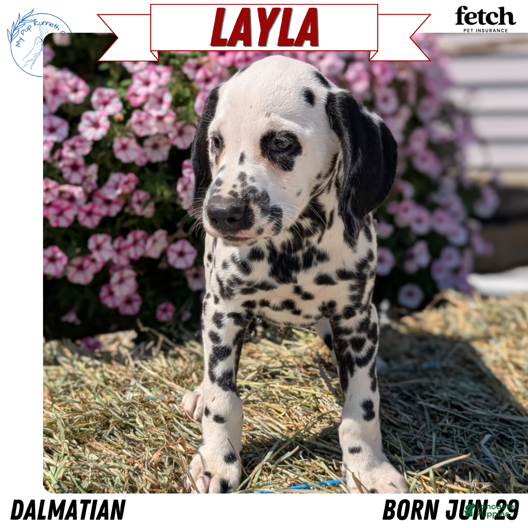 Dalmatian dogs Layla - Ad 1