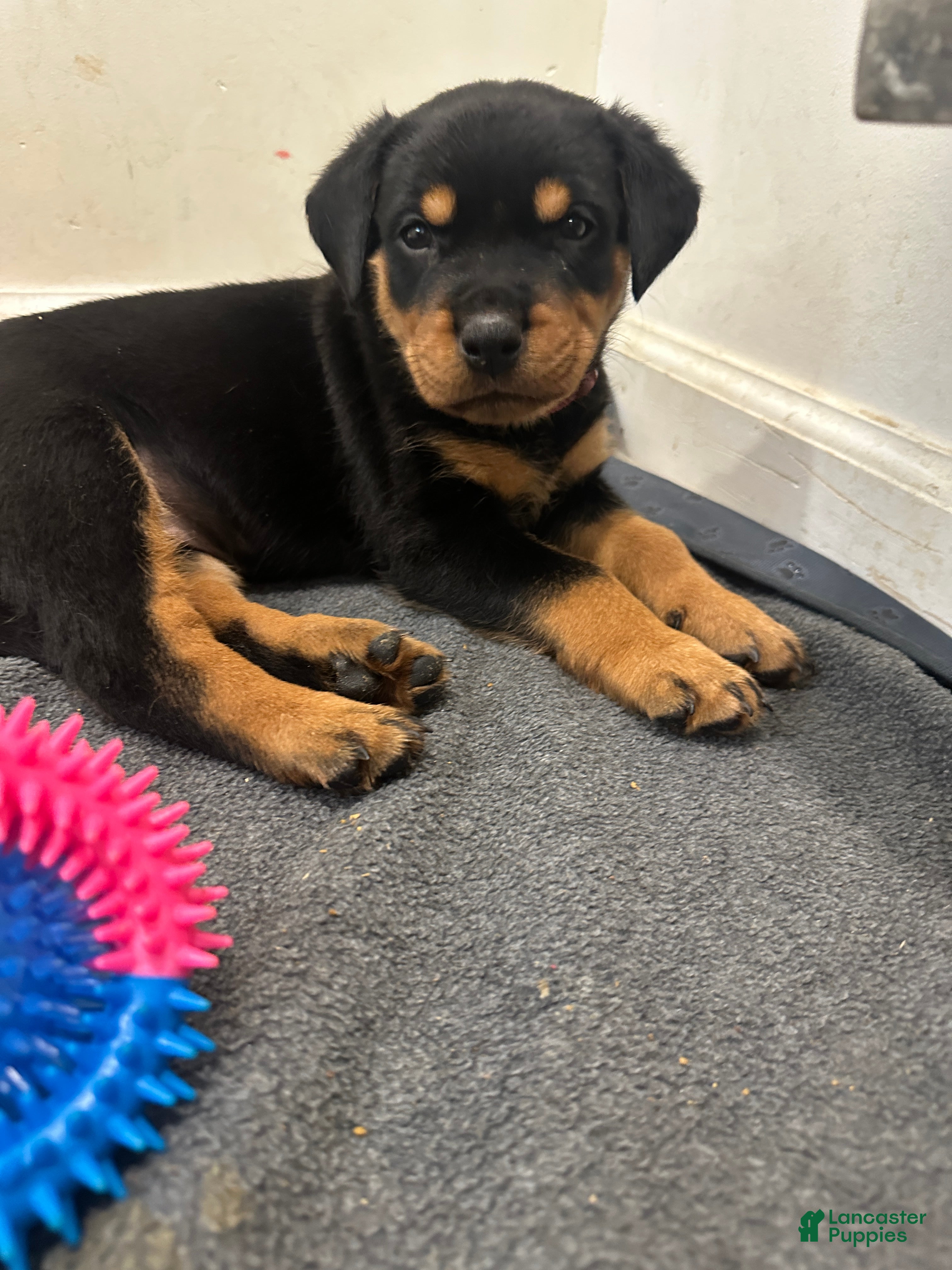 Rottweiler dogs Winny - Ad 17