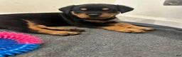 Rottweiler dogs for sale: Winny - Ad 1