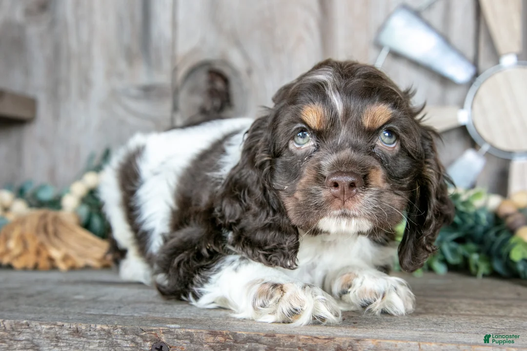 Cocker Spaniel dogs for sale: Peach - Ad 3