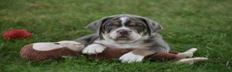 Beabull dogs for sale: Bubba - Ad 4
