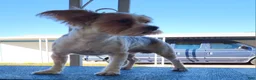 Shorkie dogs for sale: Deya - Ad 4