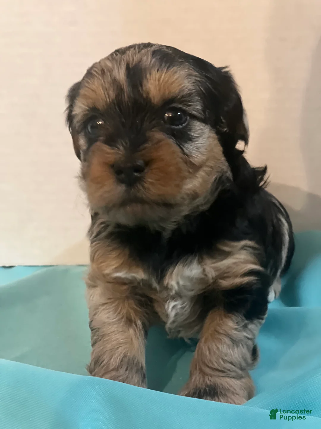 Yorkiepoo dogs for sale: Brixie - Ad 2