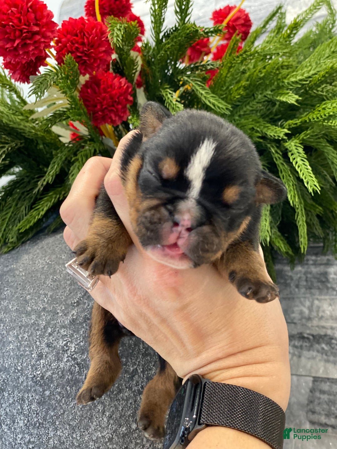 English Bulldog dogs for sale: Cuddles - Ad 1