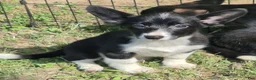 Welsh Corgi Cardigan dogs for sale: Bailey  - Ad 1