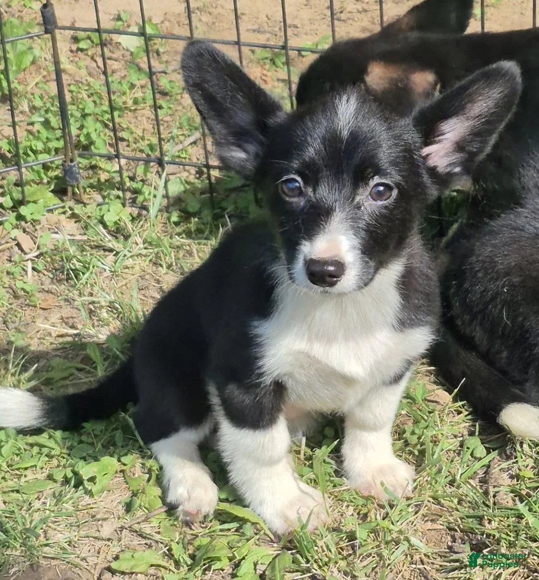 Welsh Corgi Cardigan dogs for sale: Bailey  - Ad 1