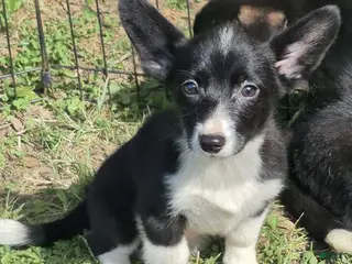 Welsh Corgi Cardigan dogs Bailey - Ad 6