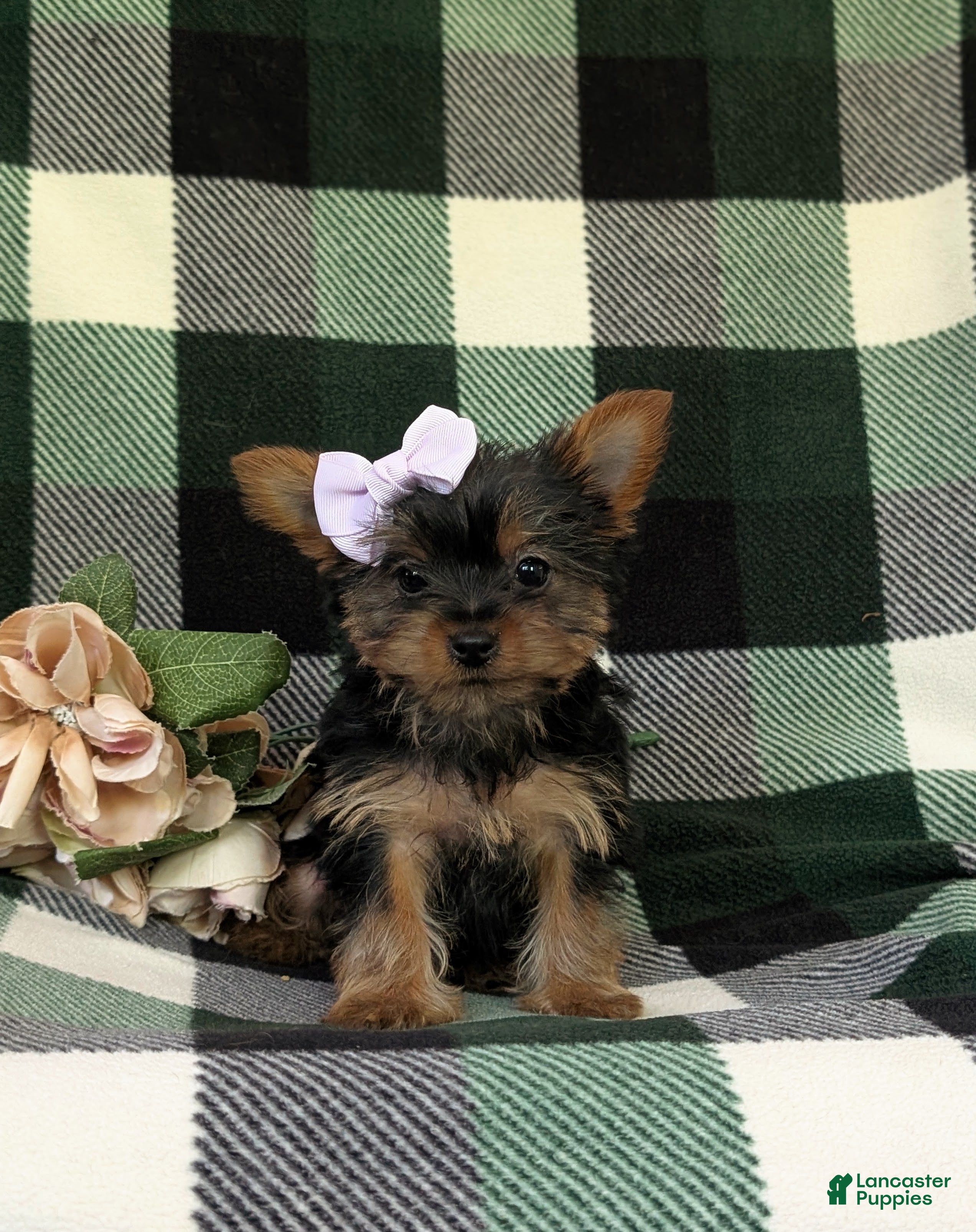 Yorkshire Terrier dogs for sale: Linette 7 lbs Full Grown - Ad 5