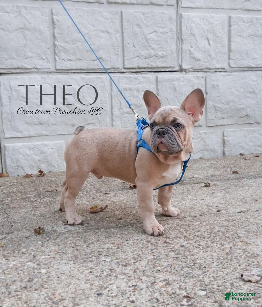 French Bulldog dogs Theo - Ad 2