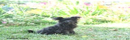 Pomapoo dogs for sale: Lil Scottie - Ad 6