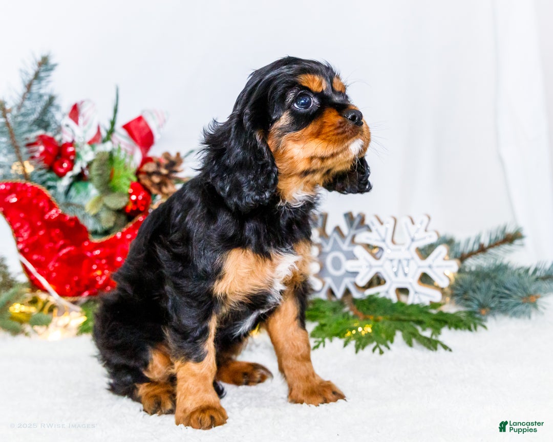 Cavalier King Charles Spaniel dogs for sale: Tinsel - Ad 8