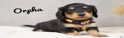 Dachshund dogs for sale: Orpha - Ad 2