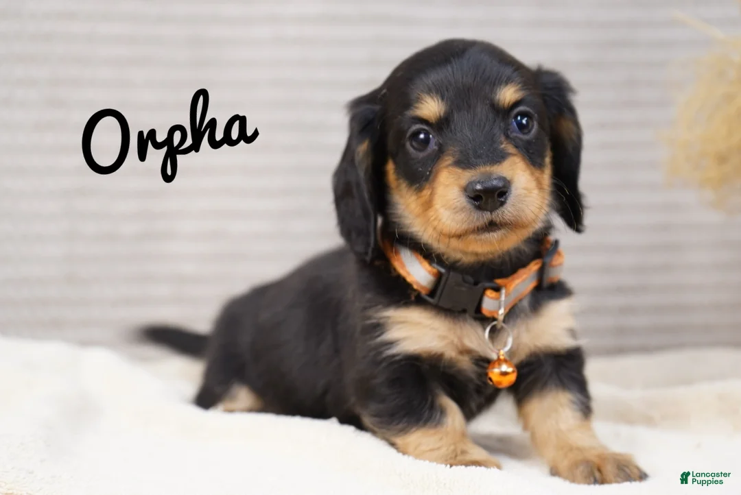Dachshund dogs for sale: Orpha - Ad 2