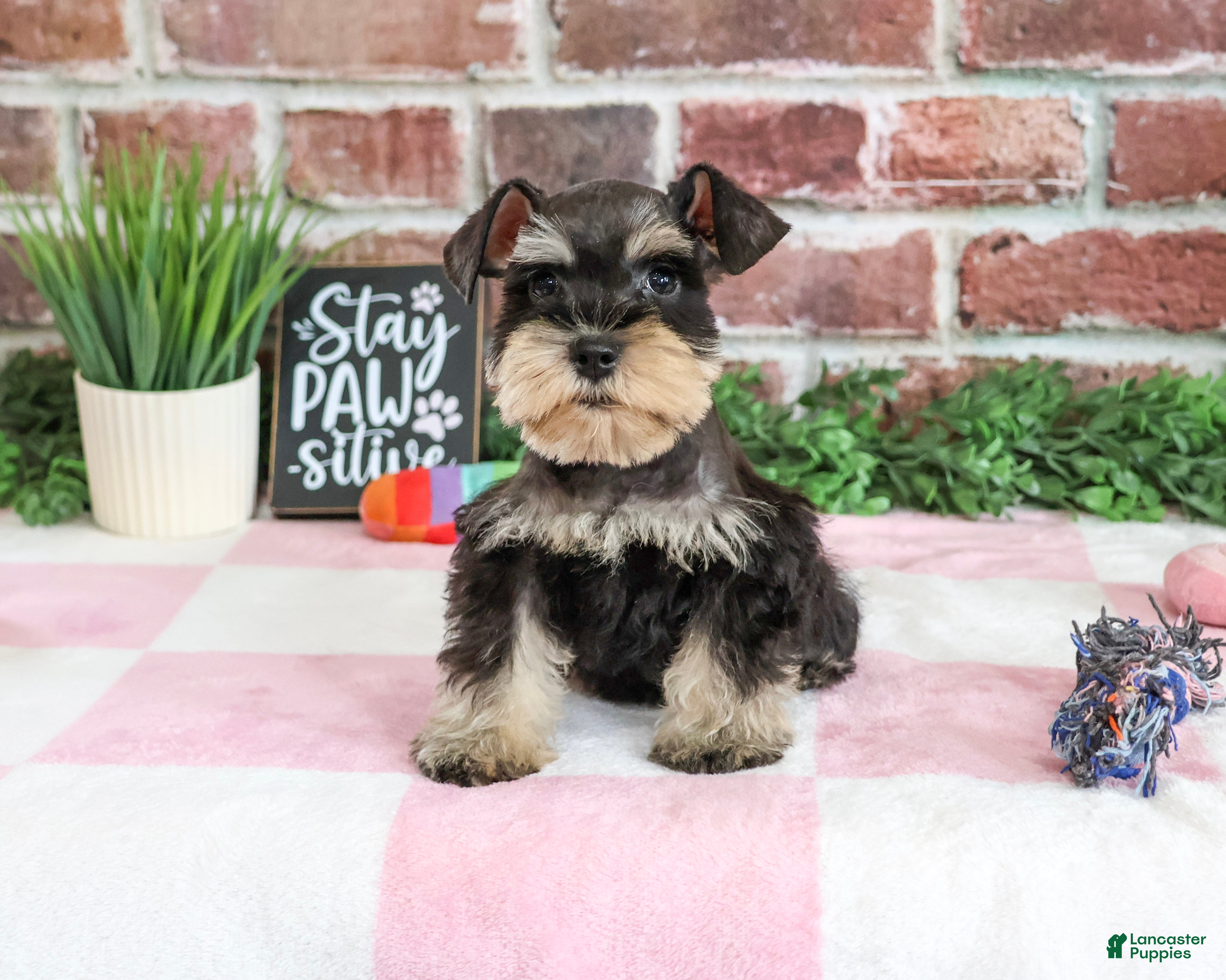 Miniature Schnauzer dogs Crystal - Ad 25