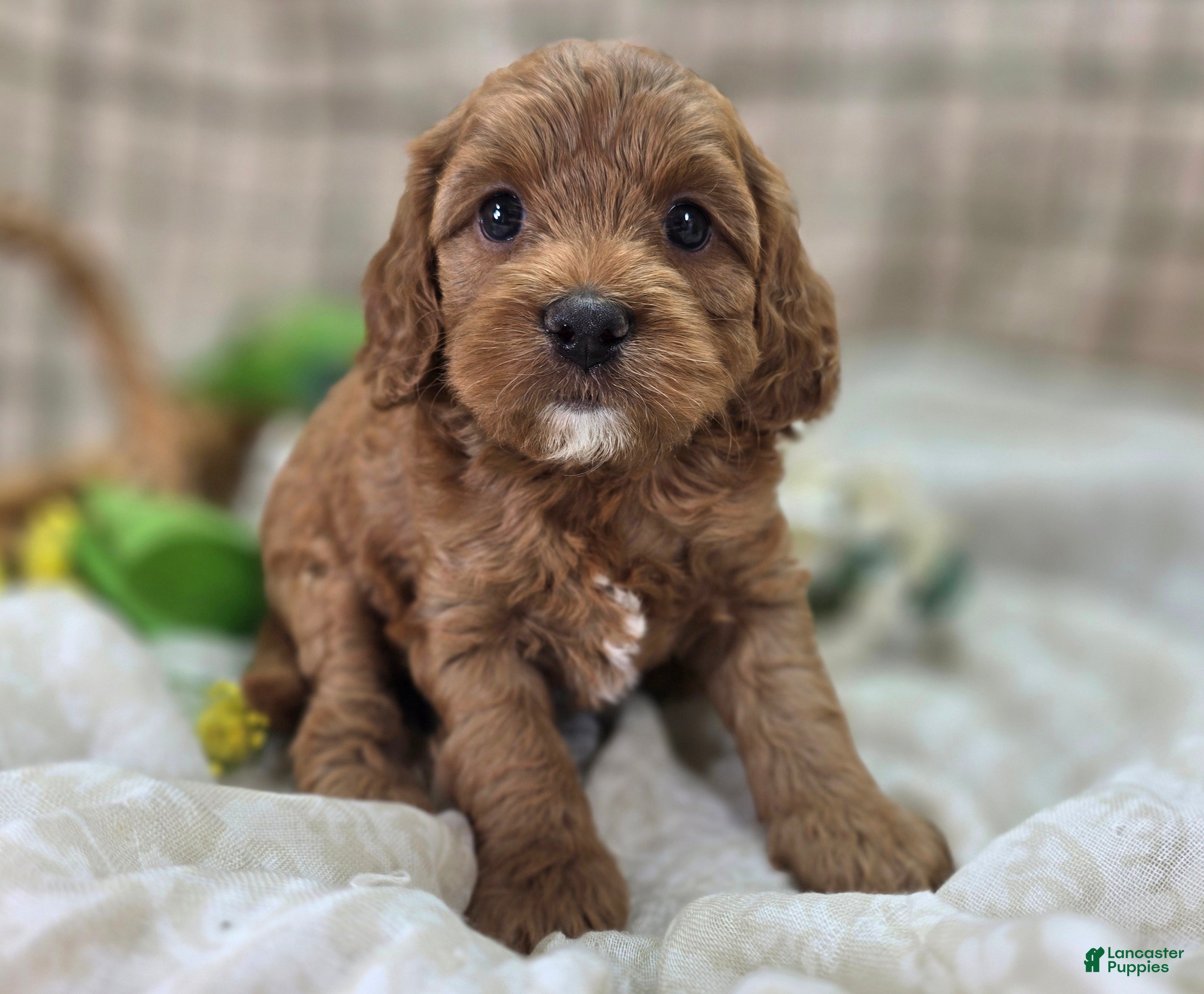 Cockapoo dogs Tulip - Ad 9