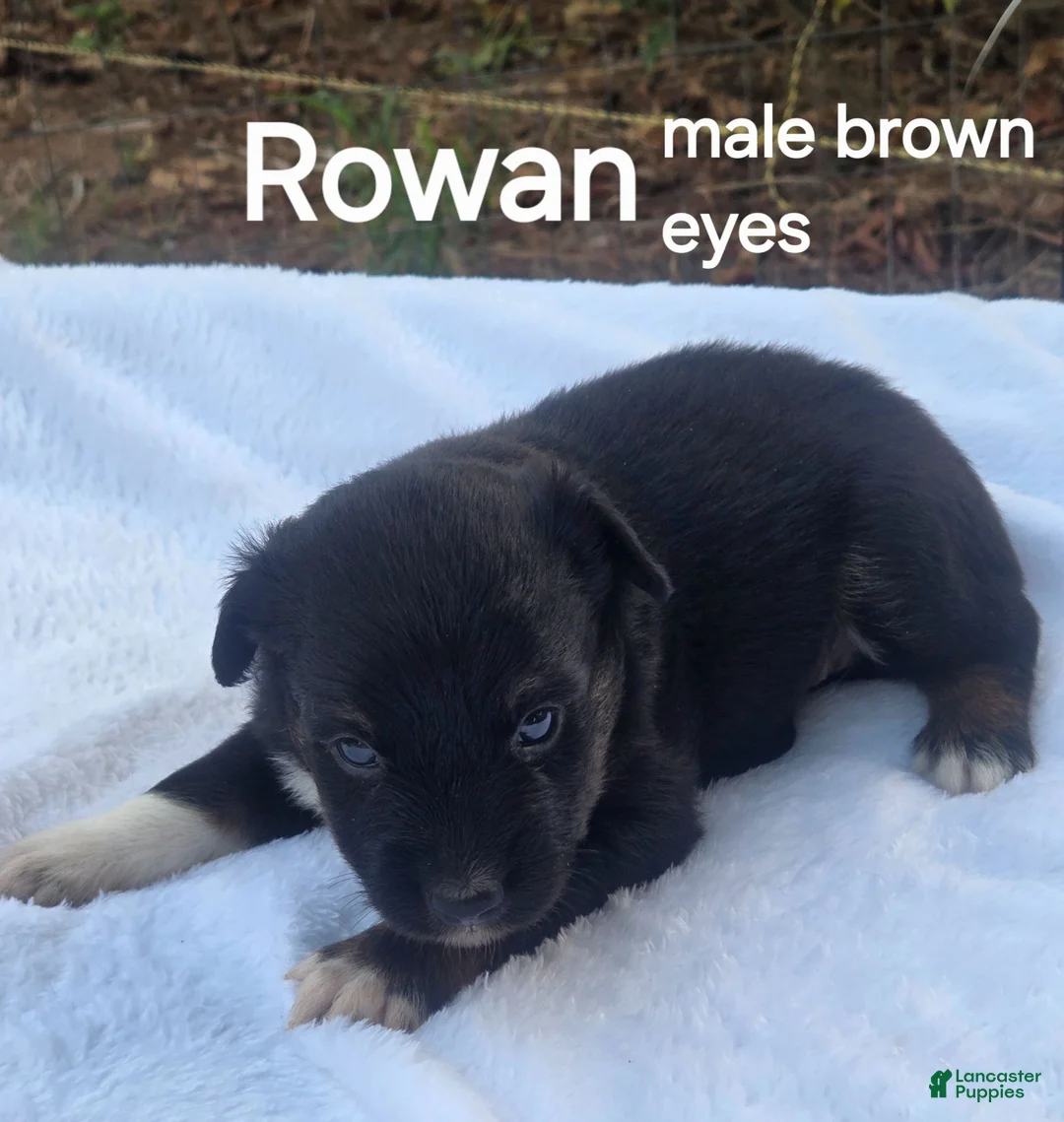 Australian Shepherd dogs for sale: Rowan - Ad 2
