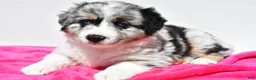 Miniature Australian Shepherd dogs for sale: Skye - Ad 4