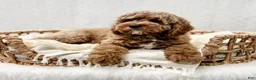 Cavapoo dogs for sale: Reacher - Ad 6