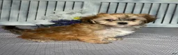 Havapoo dogs for sale: Mandy - Ad 3