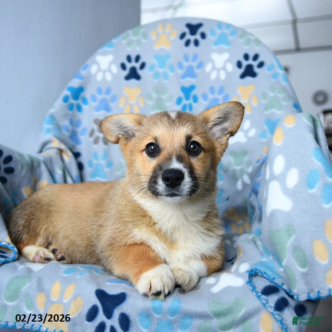 Welsh Corgi Pembroke dogs for sale: Sprinkles - Ad 2