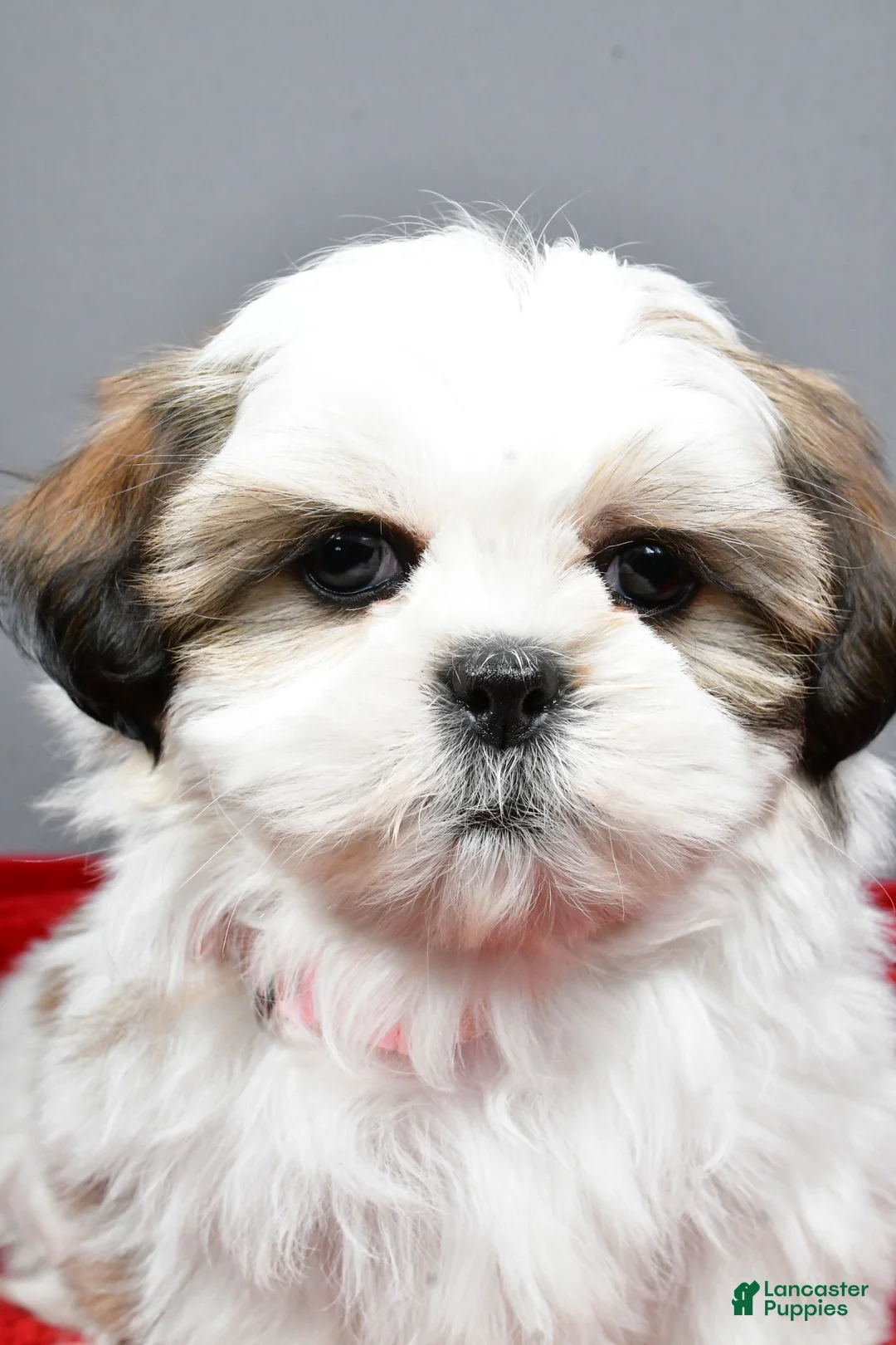 Shih Tzu dogs for sale: Arianna - Ad 7