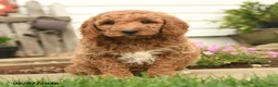 Goldendoodle dogs for sale: Rochelle - Ad 4