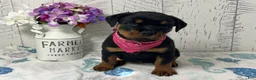 Rottweiler dogs for sale: Dora - Ad 3