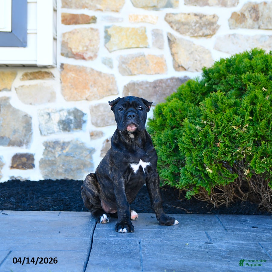 Cane Corso dogs Tilly - Ad 2