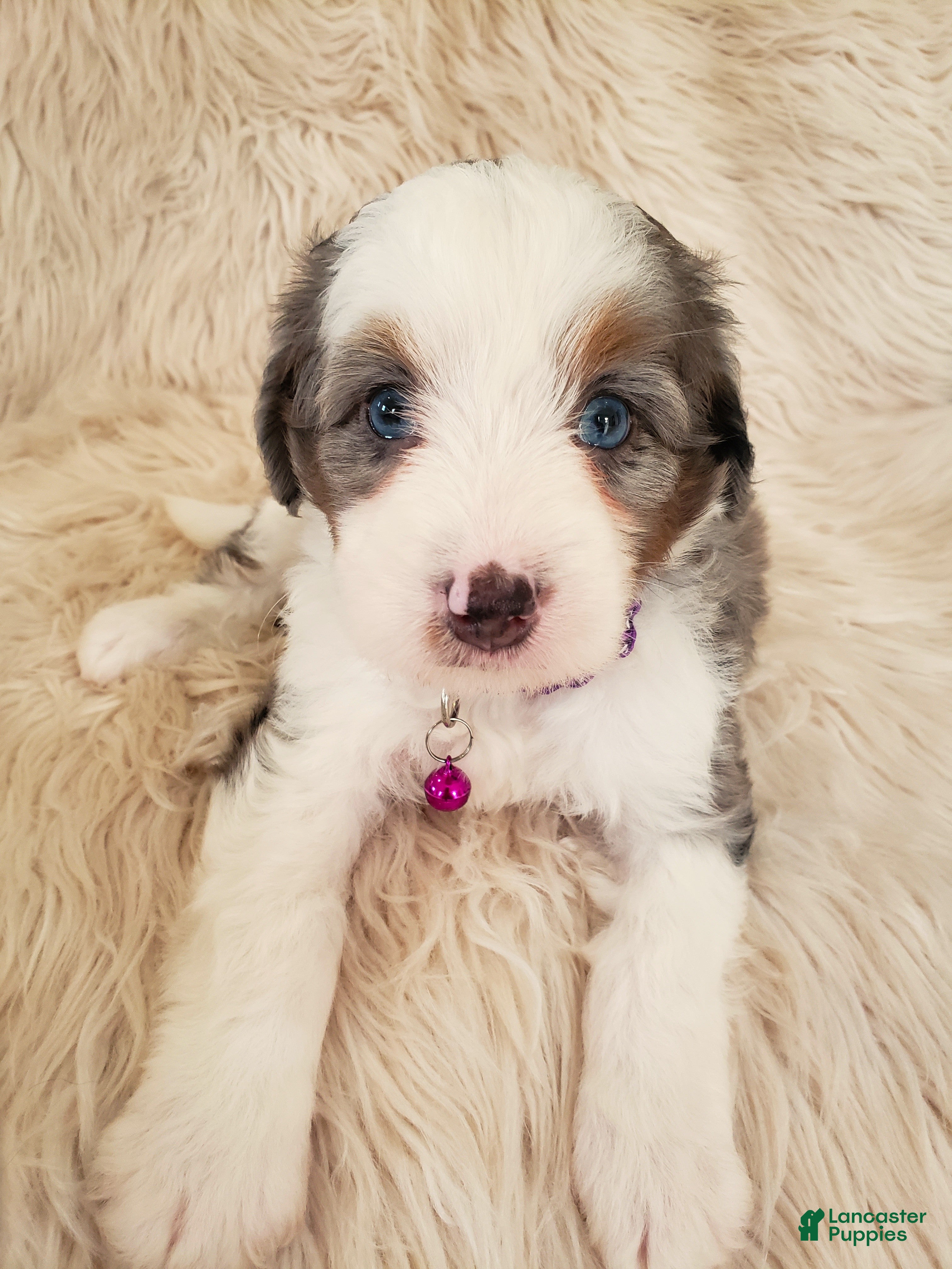 Mini Bernedoodle dogs TALLY - Ad 1