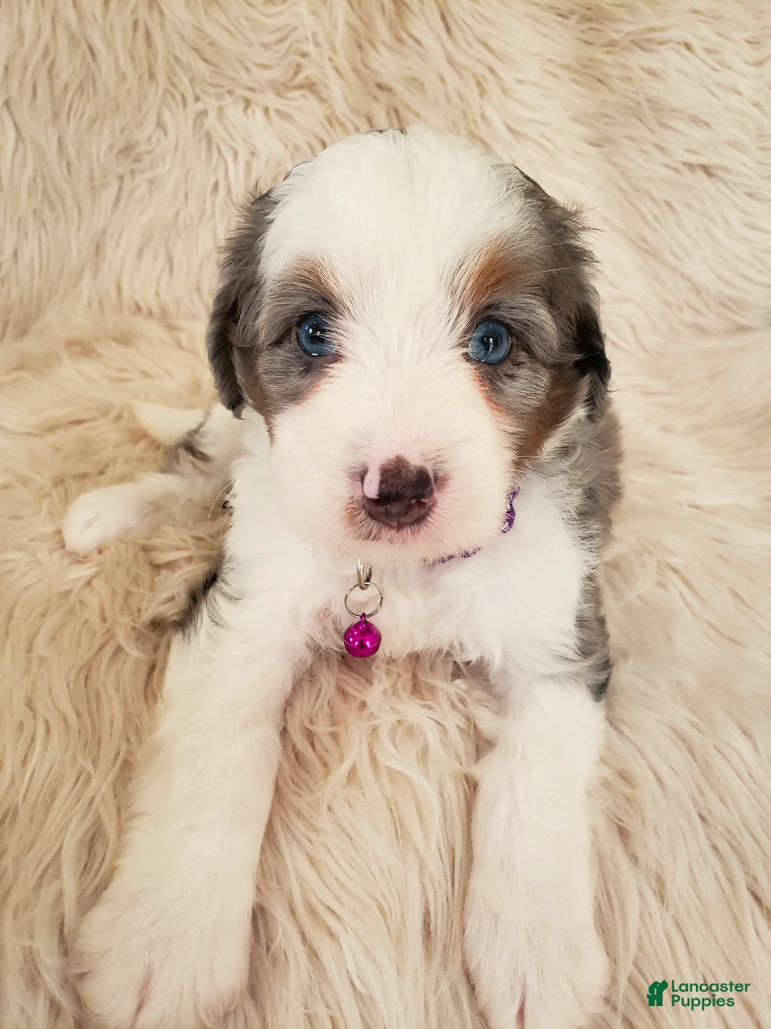 Mini Bernedoodle dogs for sale: TALLY - Ad 1