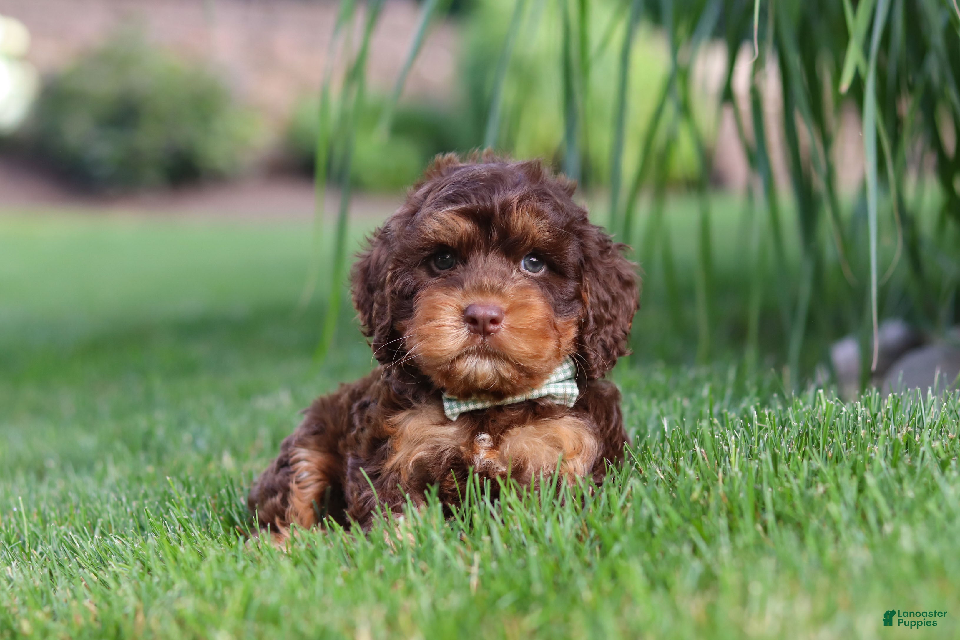 Cockapoo dogs Seth - Ad 2
