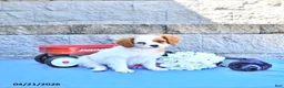 Cavapoo dogs for sale: Malia - Ad 3