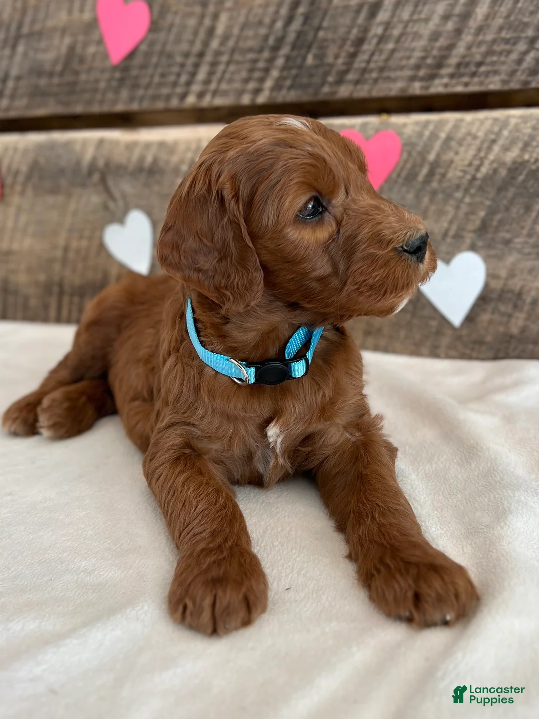 Irish Doodle dogs for sale: Ginger - Ad 11