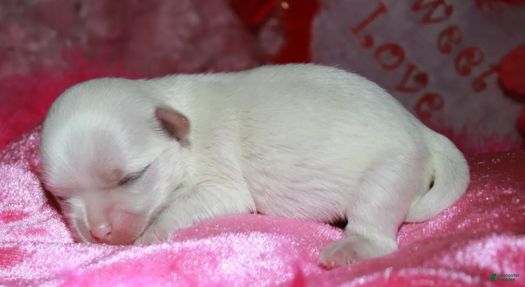 Maltese dogs Archie  - Ad 2