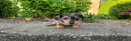 Miniature Dachshund dogs for sale: AKC-Haley - Ad 10
