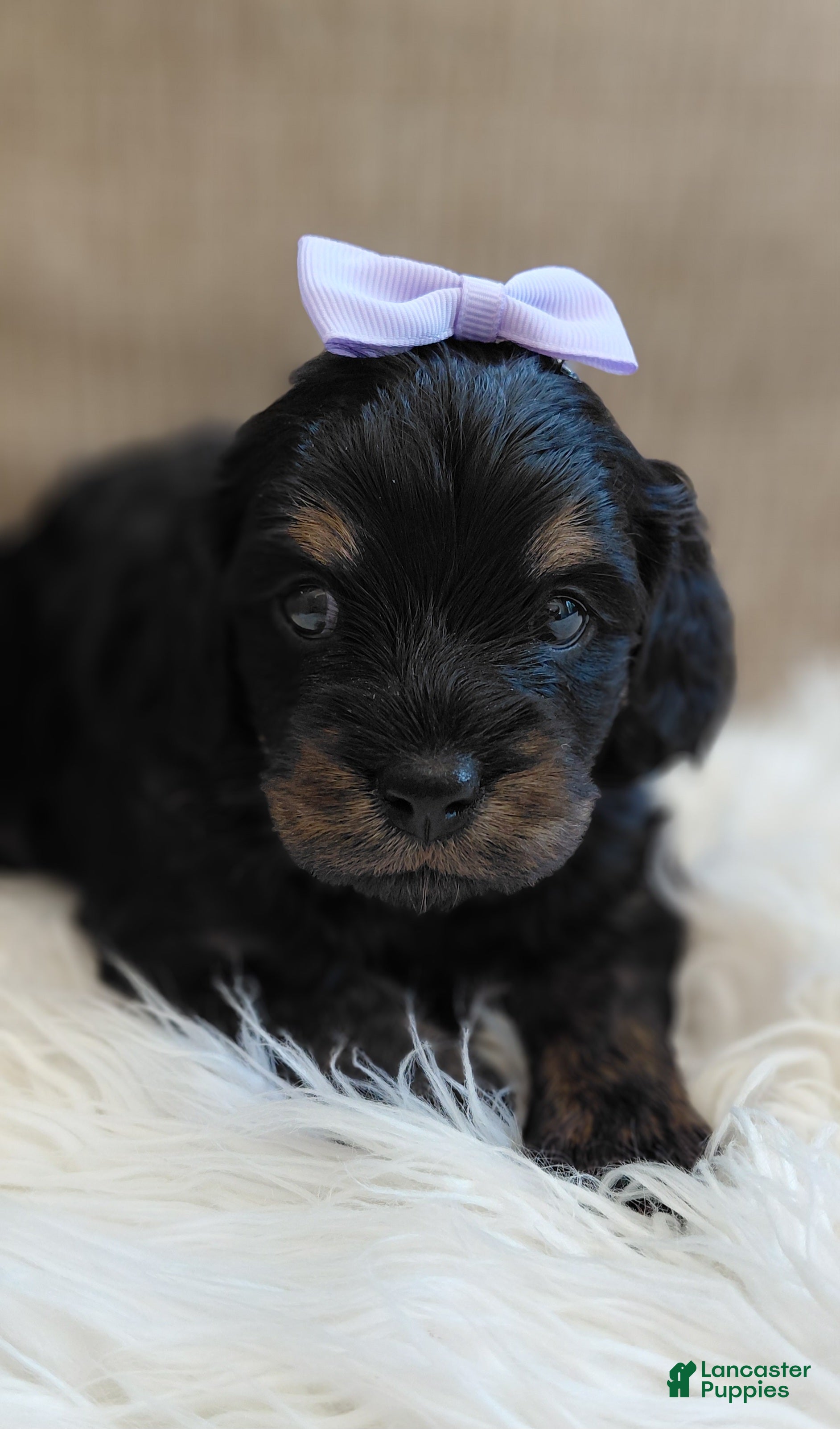 Mixed Breed dogs Mixed Breed 2 - Ad 1
