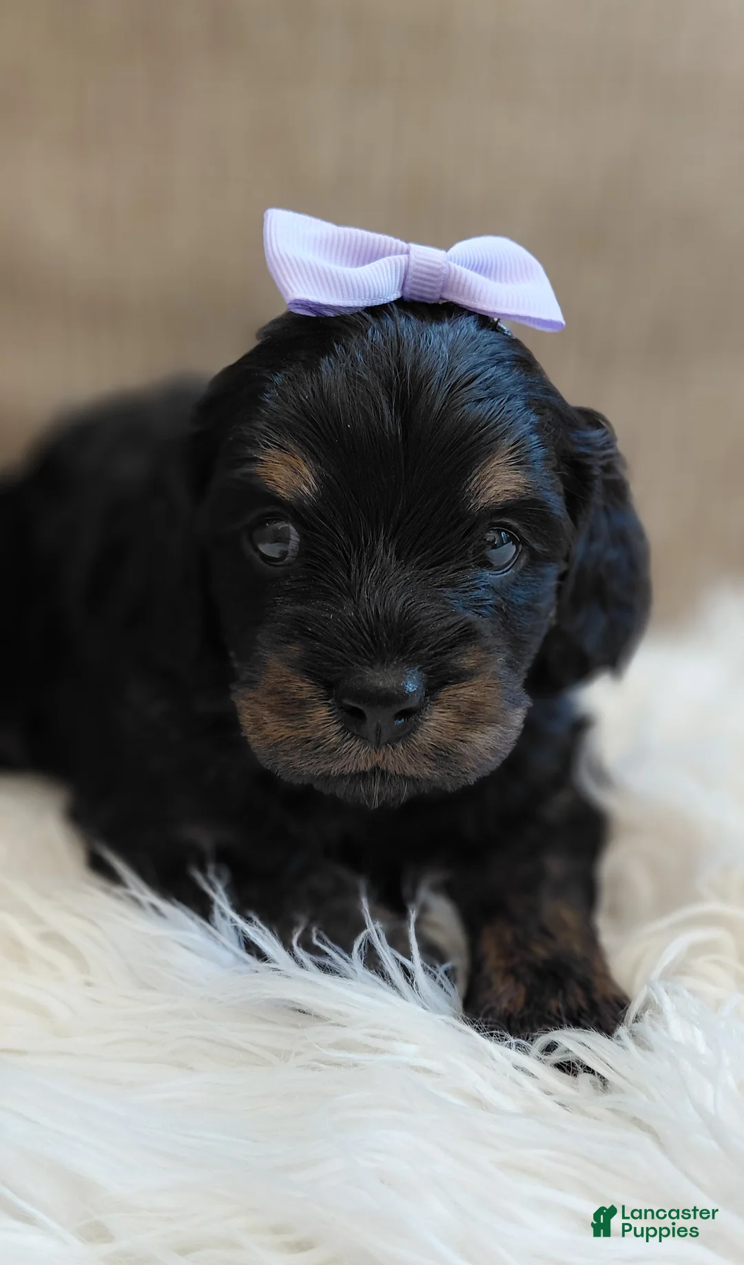 Mixed Breed dogs for sale: Mixed Breed 2 - Ad 1
