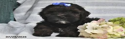 Shihpoo dogs for sale: Lance  - Ad 2