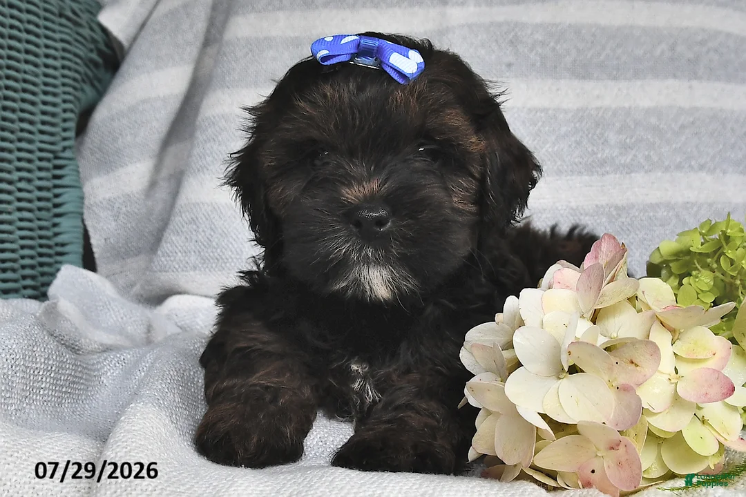 Shihpoo dogs for sale: Lance  - Ad 2