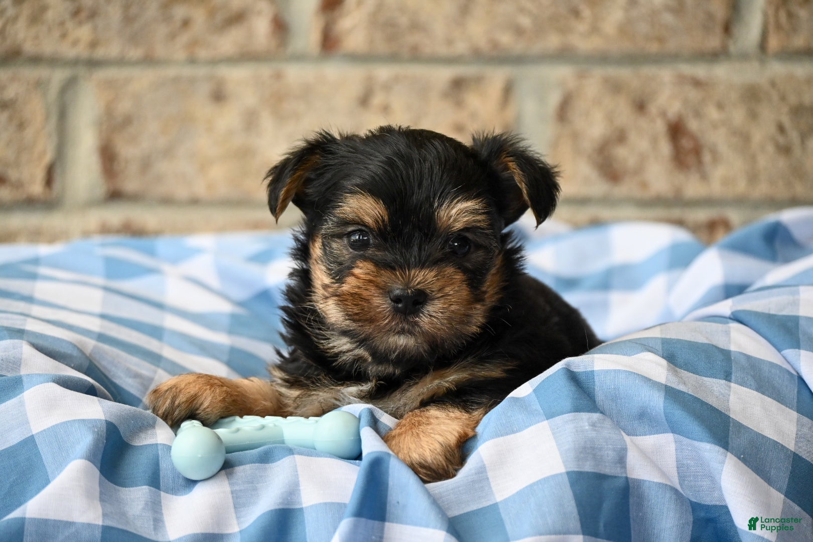 Morkie dogs Clint - Ad 1