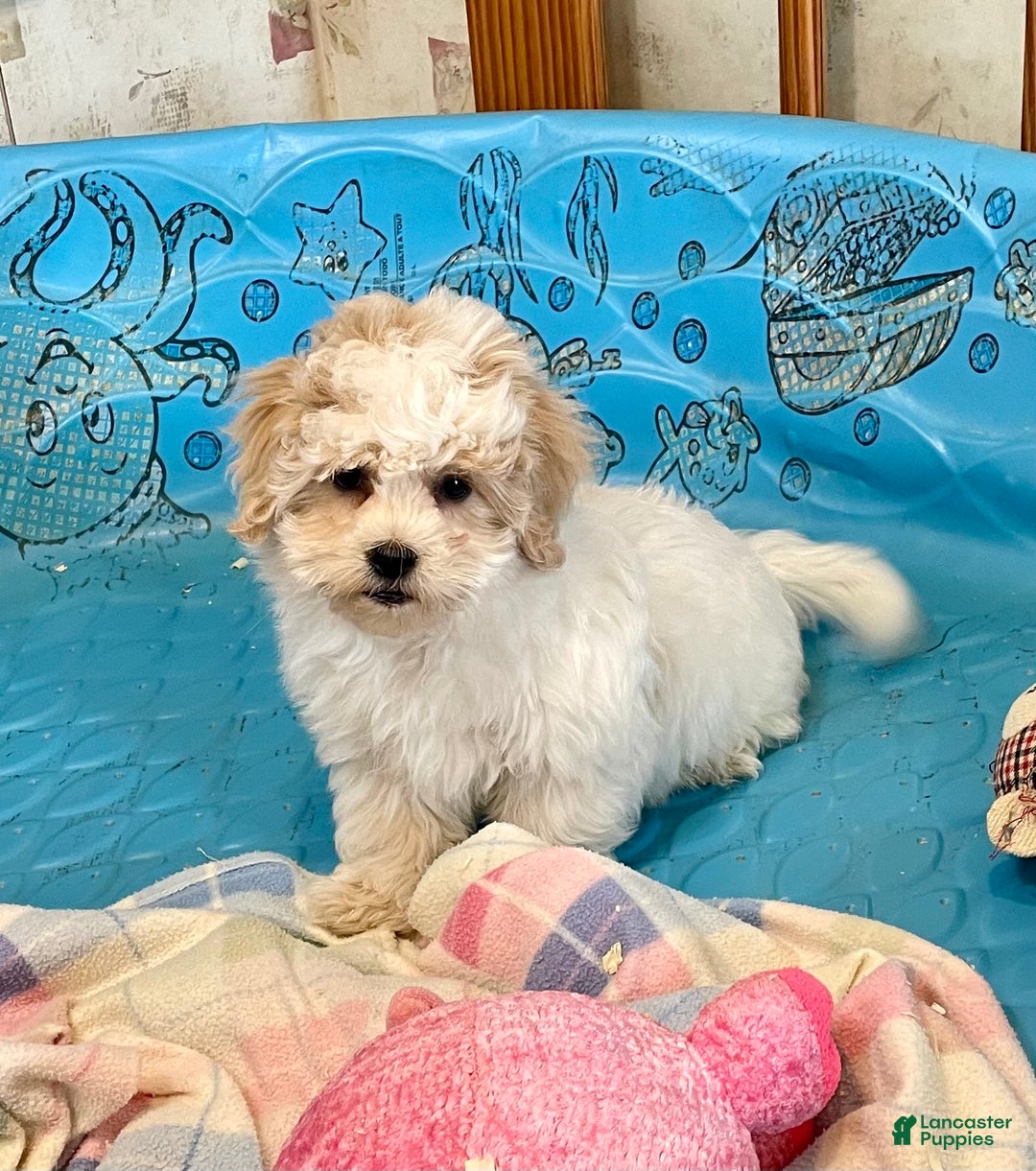 Coton De Tulear dogs for sale: Shane - Ad 3