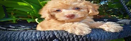 Havapoo dogs for sale: Dr. Pepper - Ad 3