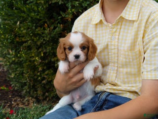 Cavalier King Charles Spaniel dogs - Ad 30