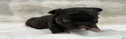 French Bulldog dogs for sale: French Bulldog 1 - Ad 8