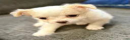 Chihuahua dogs for sale: Ice - Ad 6