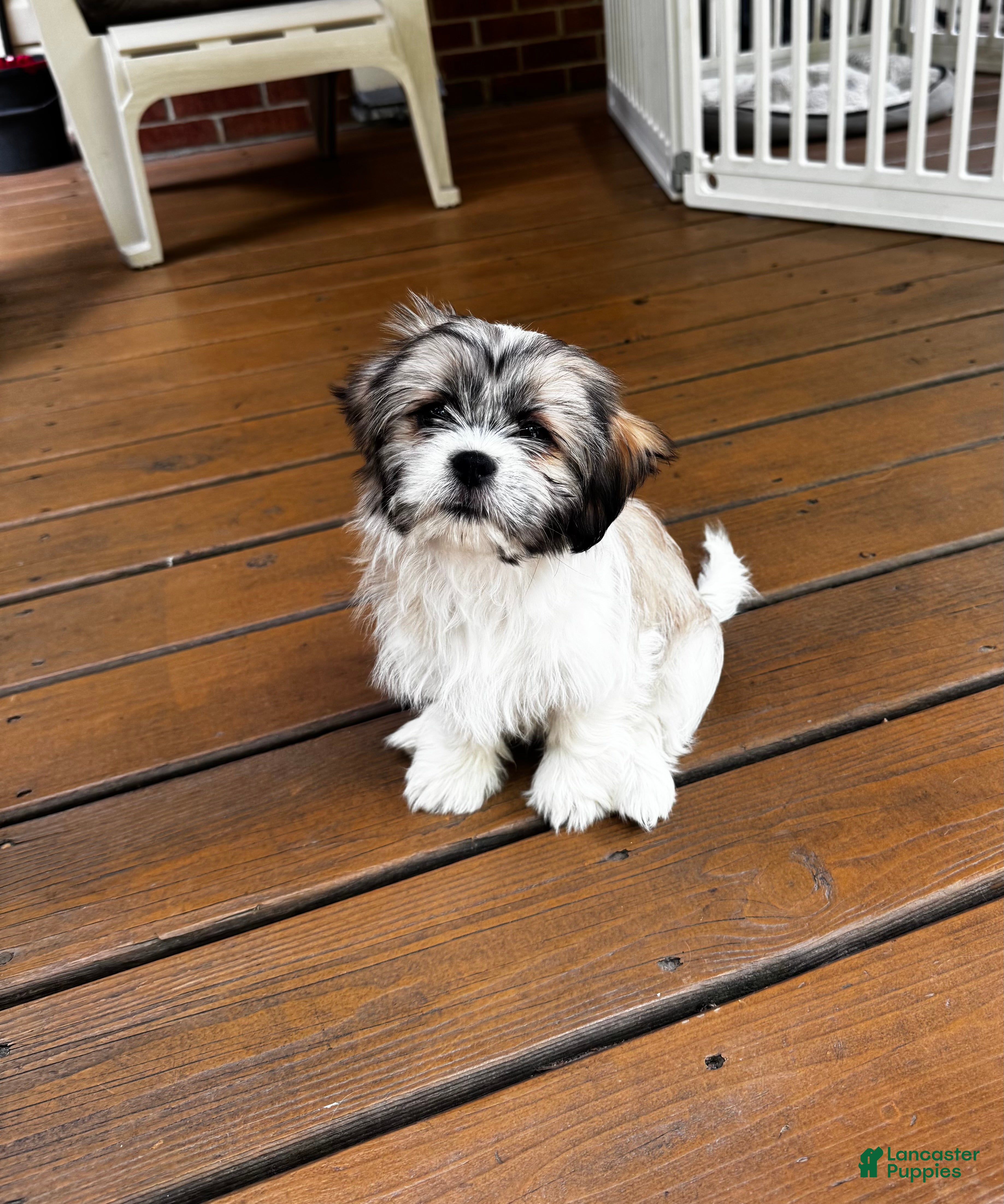 Shih Tzu dogs Margarita  - Ad 27