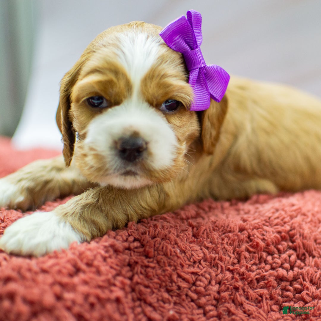 Cocker Spaniel dogs for sale: Nala - Ad 1