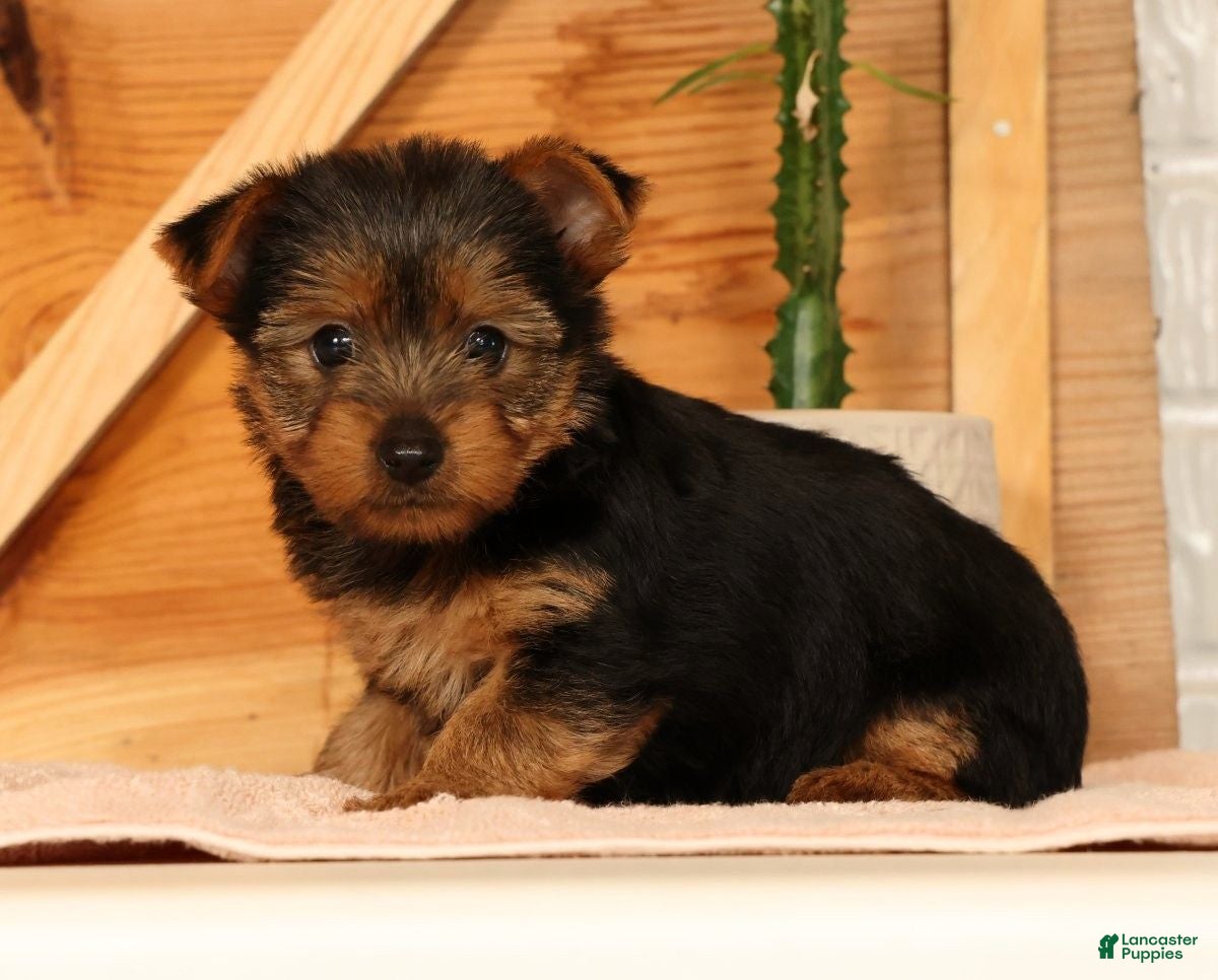 Yorkshire Terrier dogs Vicki - Ad 2