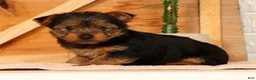 Yorkshire Terrier dogs for sale: Vicki - Ad 2